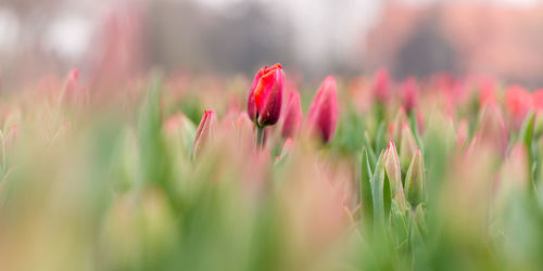 Close-up of pink flowering plant on field