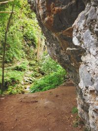 Rocks in forest