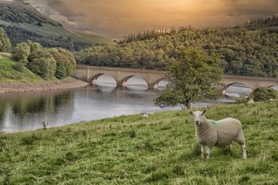 View of sheep on riverbank