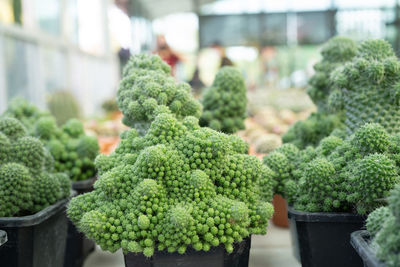 Close-up of vegetables for sale