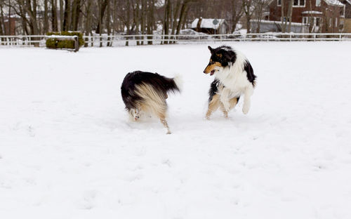 Dogs playing on snow