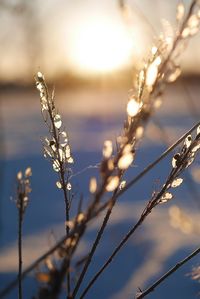 Close-up of snow on plant against sky