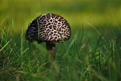 Close-up of mushroom on field