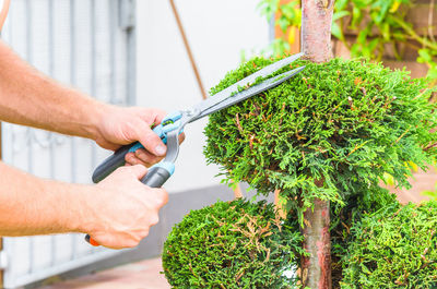 Cropped image of gardener cutting plant in yard