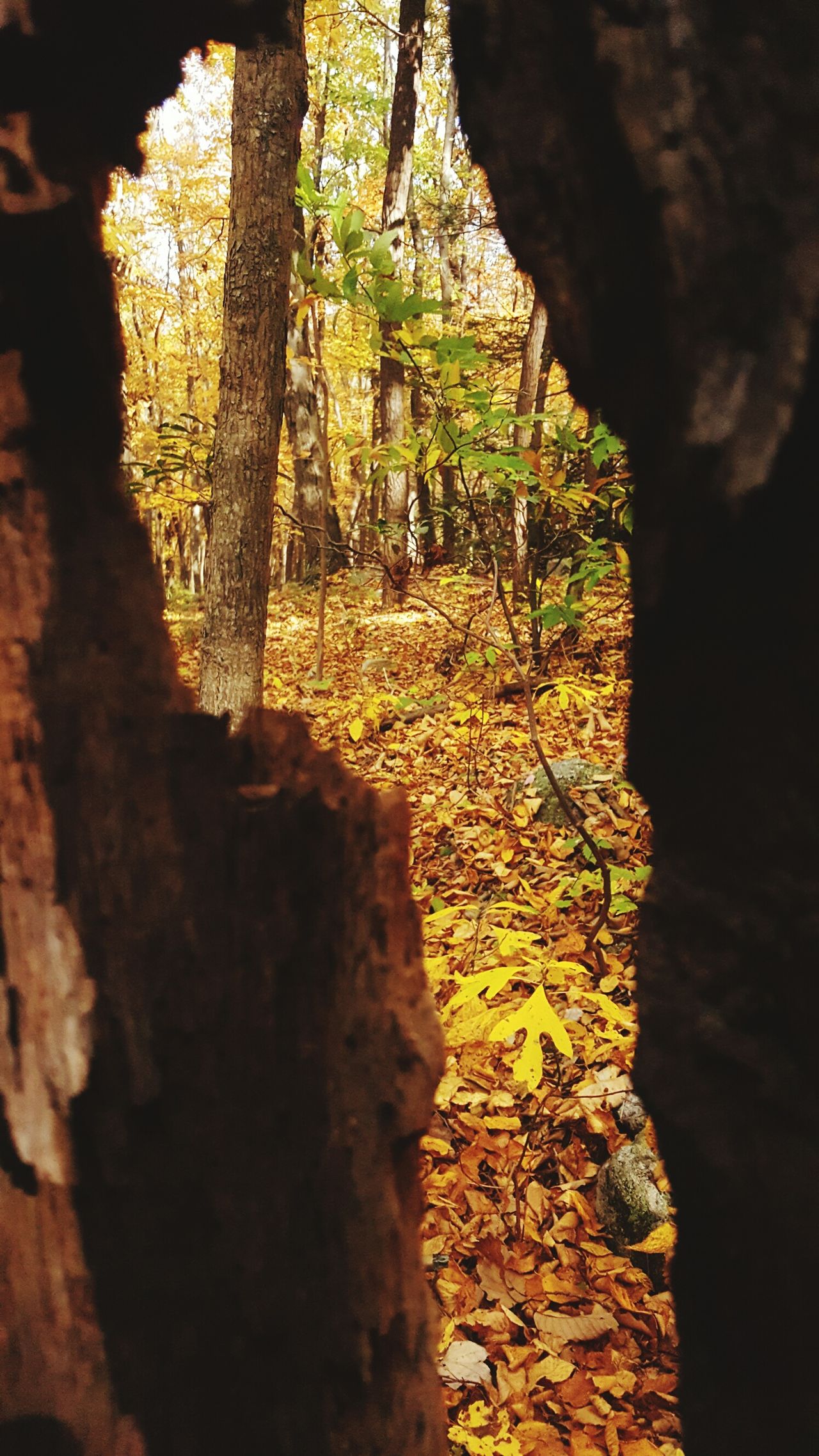 Looking trough the tree