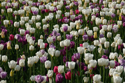 Close-up of fresh purple tulips in field