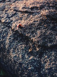 Close-up of ladybug on ground