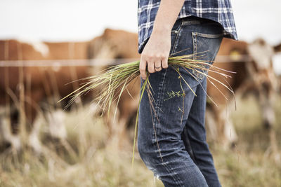 Midsection of farmer holding grass on field
