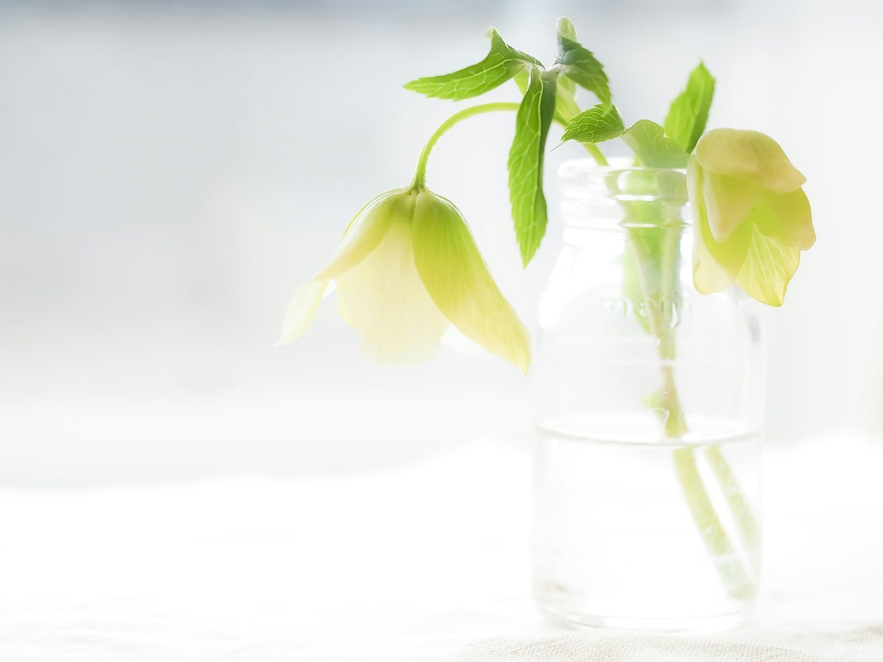 leaf, healthy eating, table, drinking glass, food and drink, no people, drink, freshness, indoors, water, close-up, white background, nature, mint tea, day