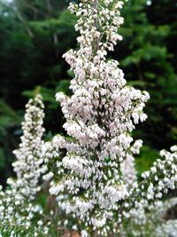 Close-up of cherry blossoms