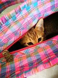 Portrait of cat resting on bed