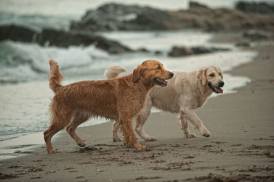 Two labrador retriever walking on beach