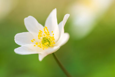 Close-up of white flower