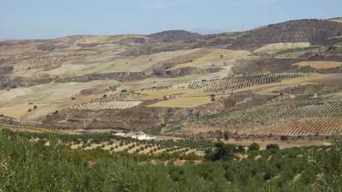 Scenic view of agricultural field against sky