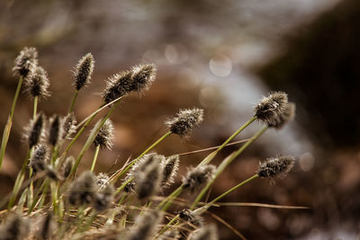 A beautiful cotton grass in a swamp in early spring