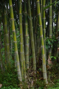 Close-up of bamboo plants in forest