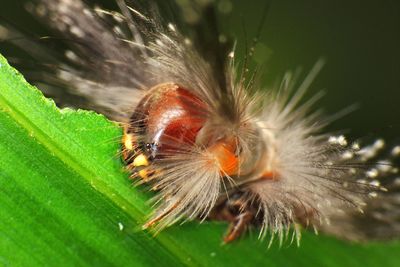 Close-up of insect
