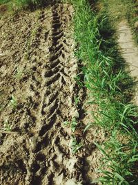 High angle view of grass on sand