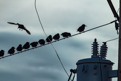 Low angle view of birds perching on cable