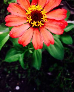 Close-up of red flower