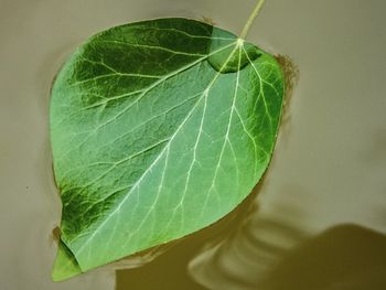 Close-up of green leaves