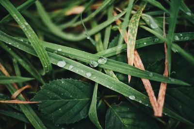 High angle view of raindrops on grass