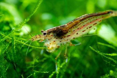 Close up of an amano shrimp in a freshwater aquarium