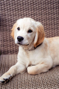 Portrait of dog sitting on sofa at home