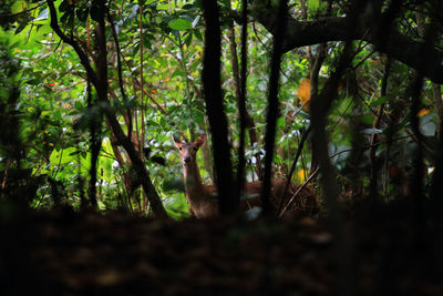 Trees in forest