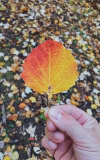 Close-up of hand holding maple leaves