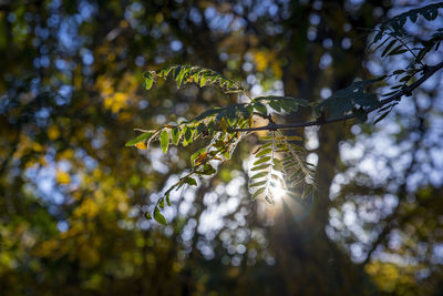 Low angle view of leaves on tree