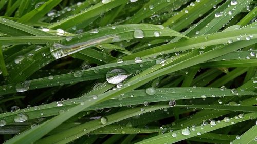 Full frame shot of wet leaves on rainy day