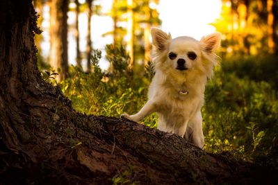 Low angle portrait of chihuahua standing by tree