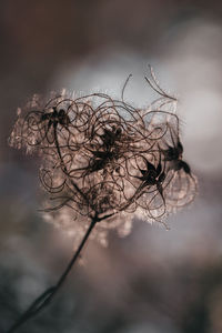 Close-up of dried plant