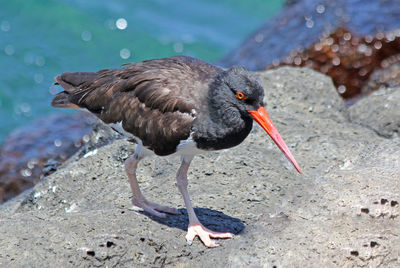 Curious bird with red beak by the sea