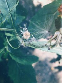 Close-up of spider on web