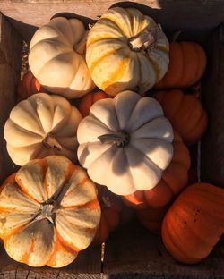 Directly above shot of pumpkins