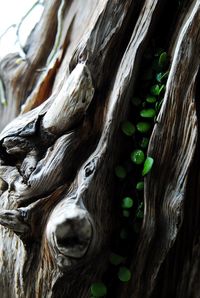 Close-up of lizard on tree trunk