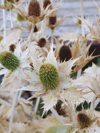 Close-up of white flowers