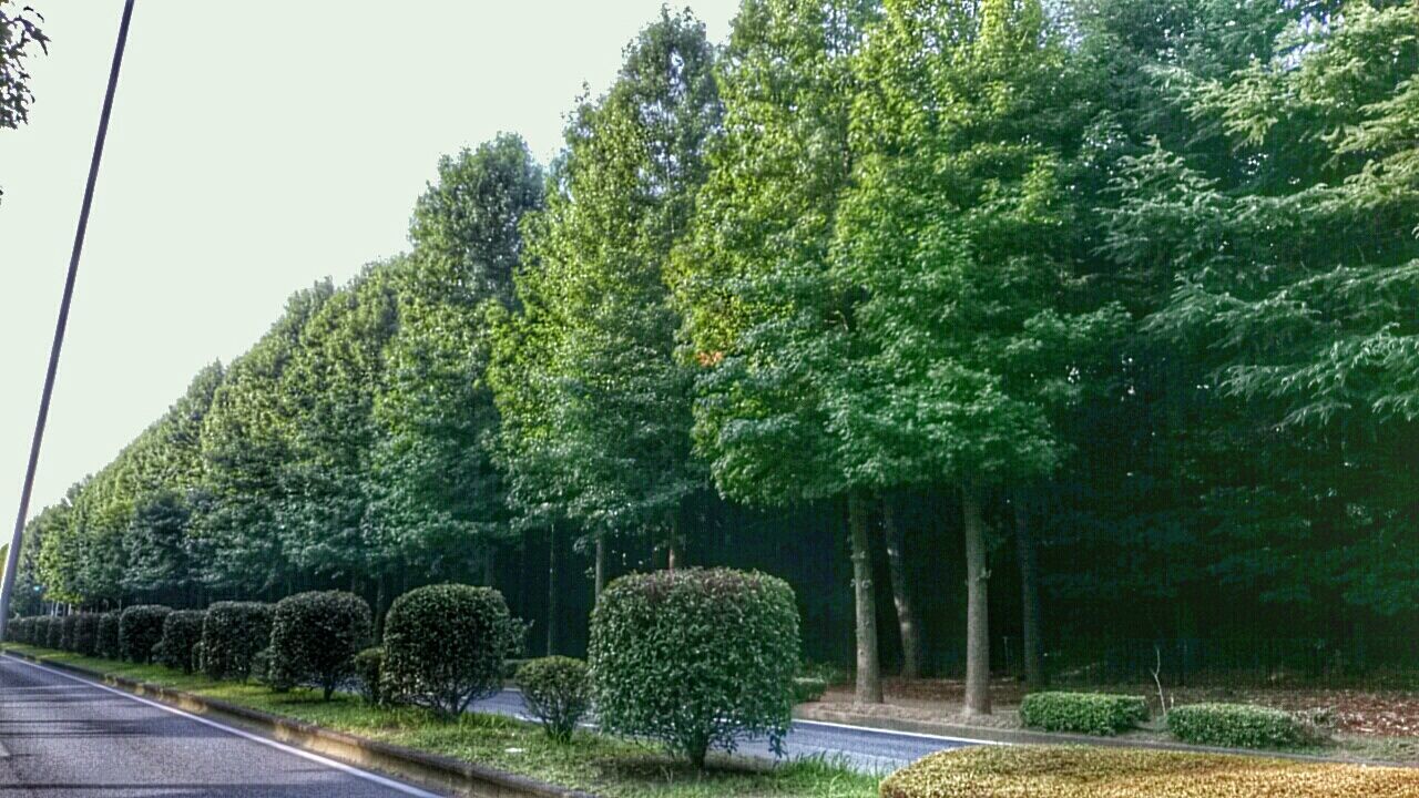 tree, road, growth, green color, tranquility, transportation, nature, tranquil scene, the way forward, beauty in nature, scenics, lush foliage, sky, connection, day, outdoors, clear sky, forest, green, landscape