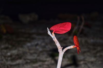 Close-up of red flower bud