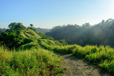Scenic view of landscape against clear sky