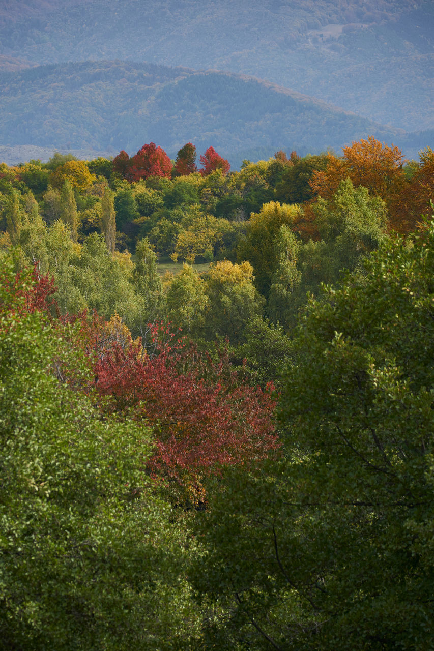 TREES AND PLANTS GROWING ON LAND