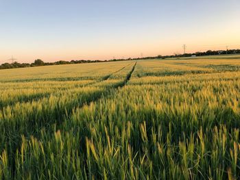 Scenic view of agricultural field against sky during sunset