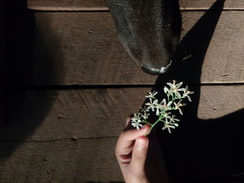 Close-up of hand holding plant