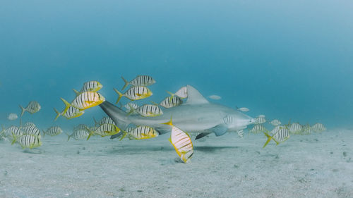 Shark and school of fish swimming in sea