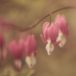 Close-up of pink flower