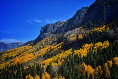 Scenic view of aspen and pone trees against sky