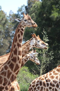 Close-up of giraffe
