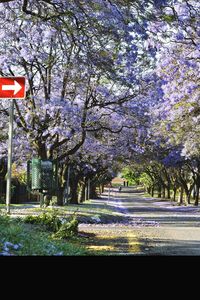 View of flower tree with road in background